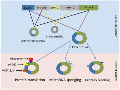 Biogenesis and Function of Circular RNAs in Health and in Disease